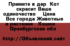 Примите в дар. Кот скрасит Ваше одиночество. › Цена ­ 0 - Все города Животные и растения » Кошки   . Оренбургская обл.